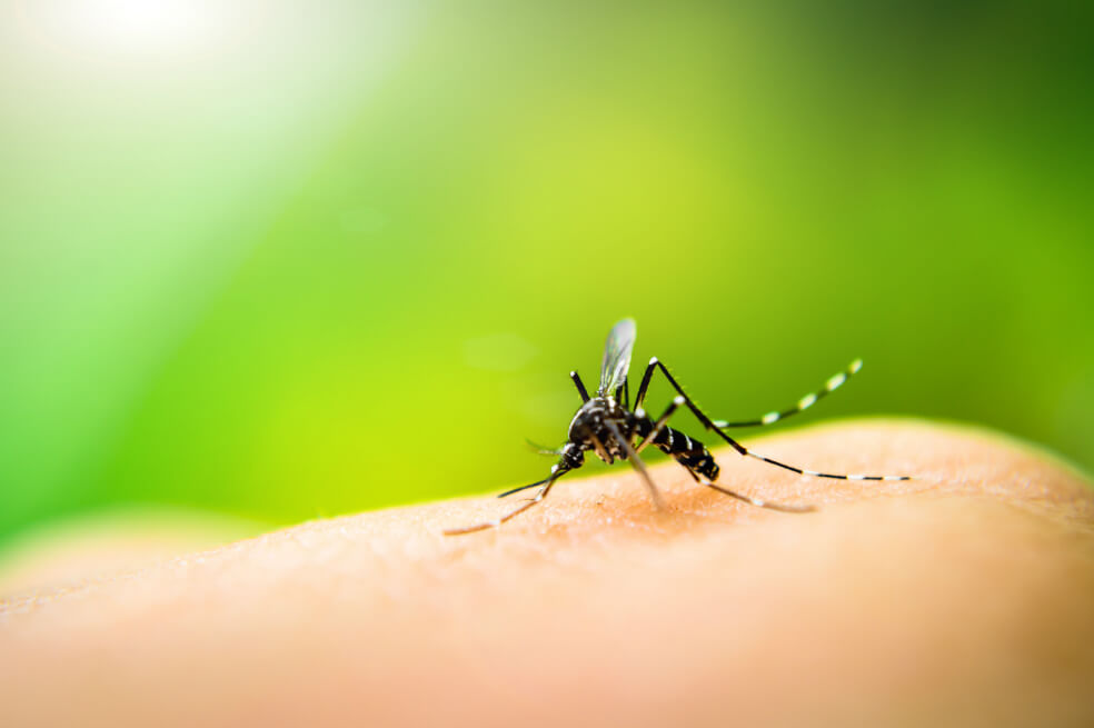 Dengue: uno de los 13 desafíos que amenazan la salud planetaria