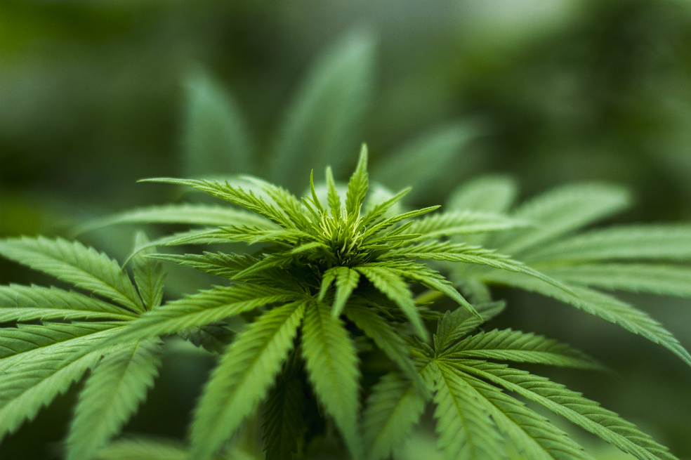 El reto de generar la demanda de la marihuana medicinal