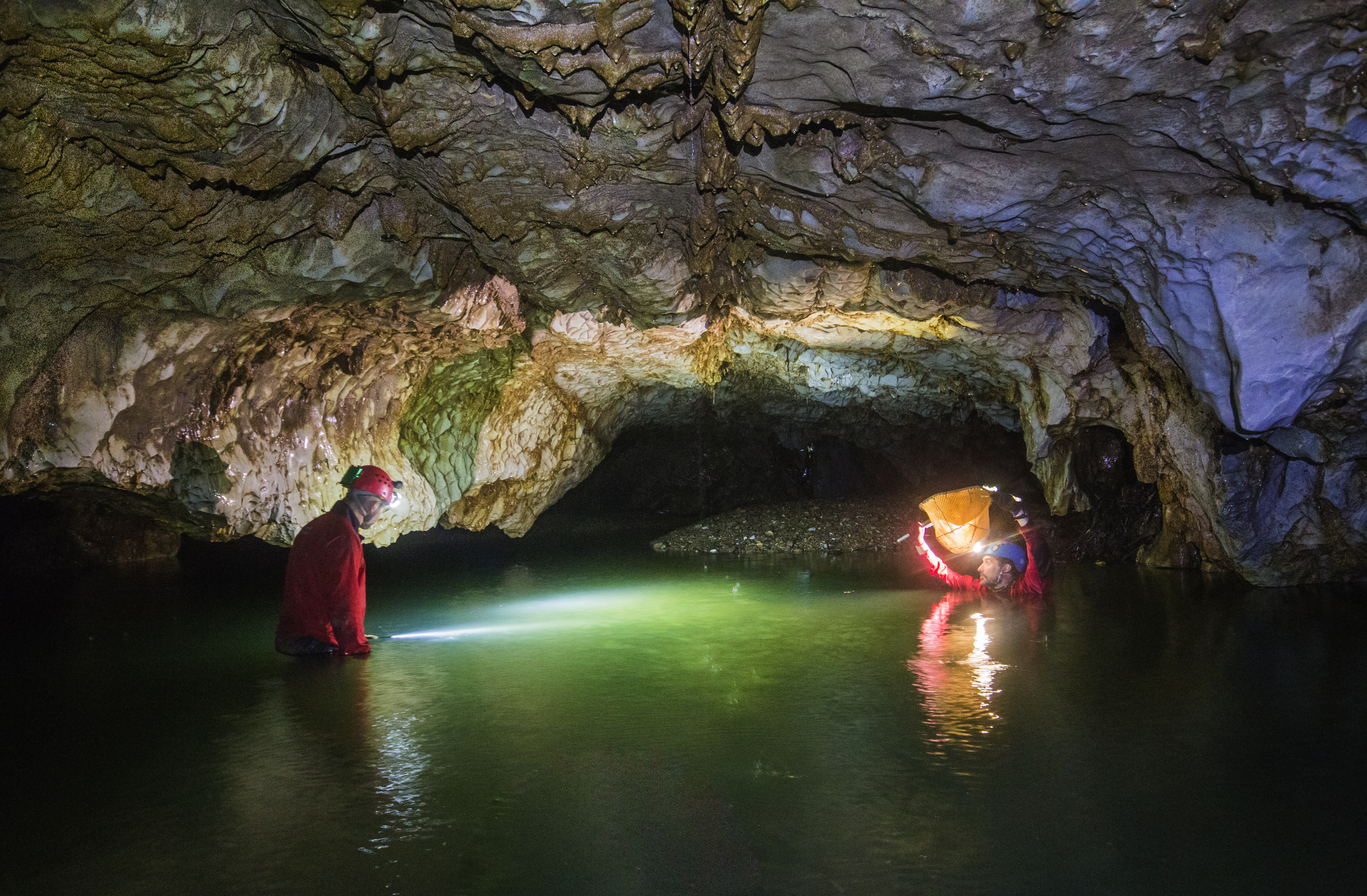 Muestreo de peces en río subterráneo, cuevas de Antioquia.