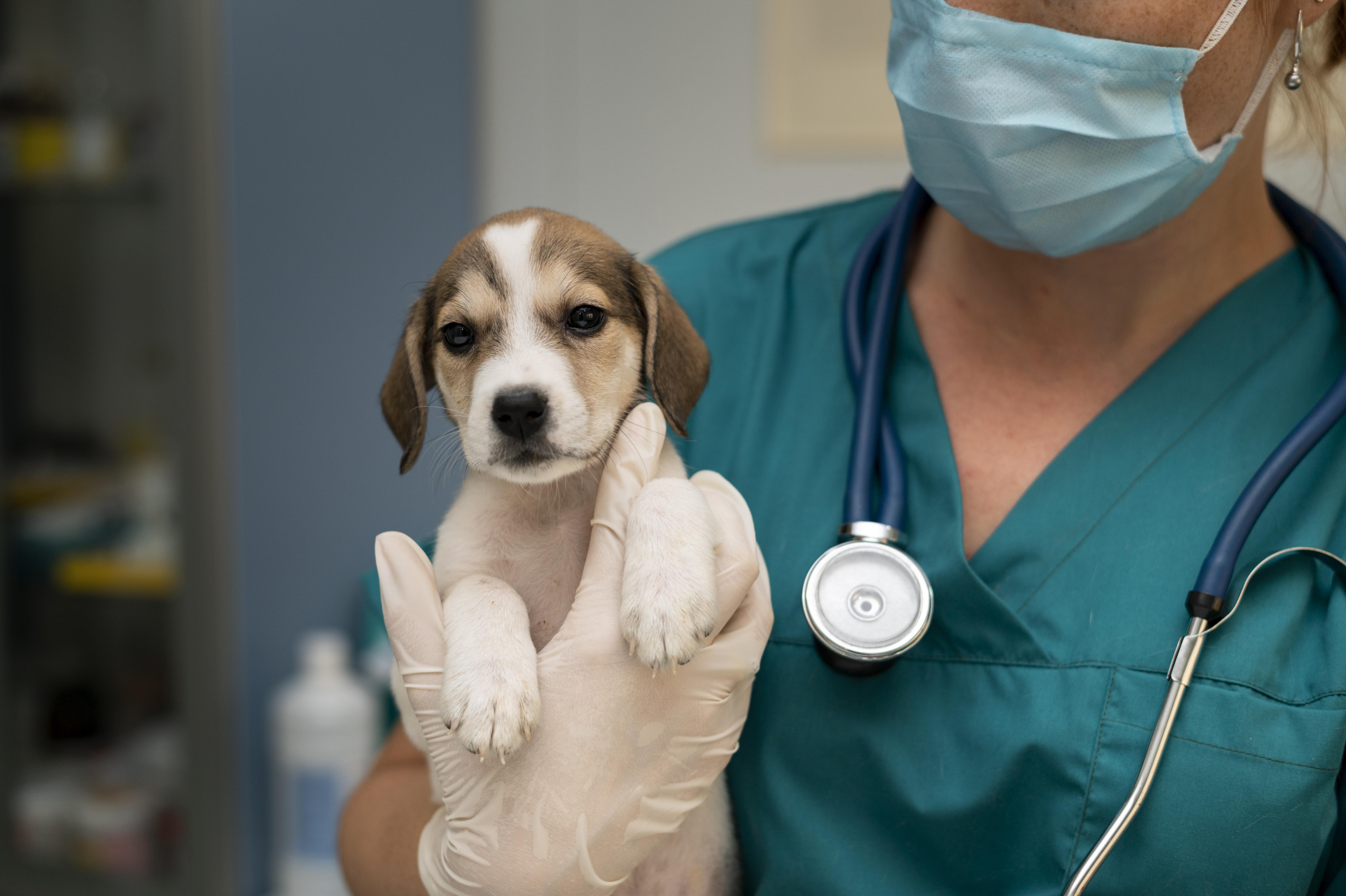 Fraudes con el Sisbén en Cali afectan la atención veterinaria de los animales