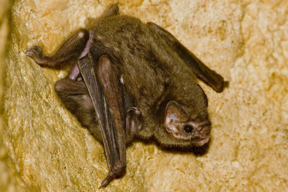 Diphylla, el murciélago vampiro que prefiere la sangre humana