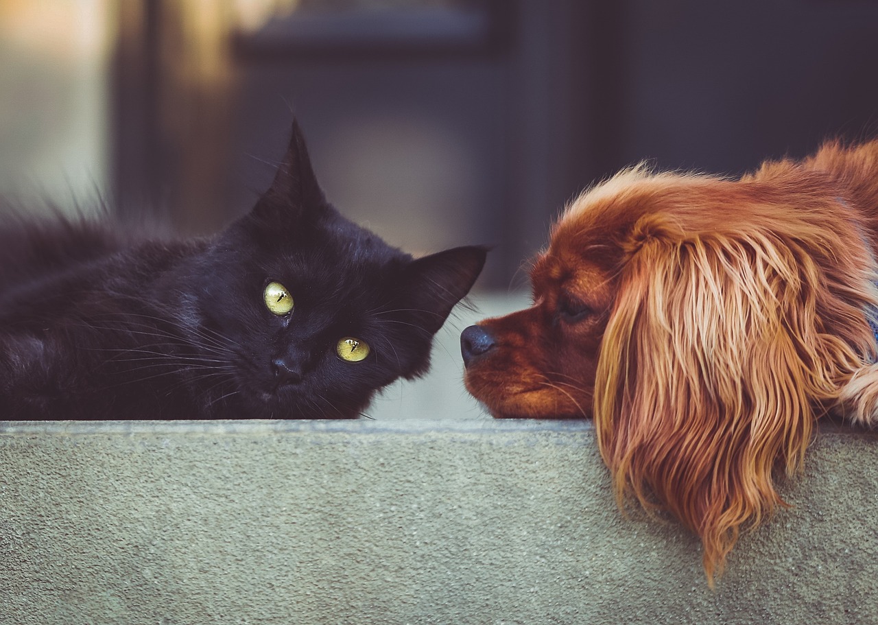 En este país es obligatorio que todos los perros y gatos lleven microchip, ¿por qué?