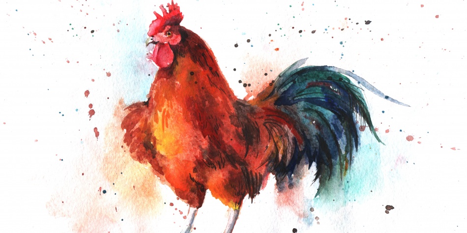 2017, el año del gallo