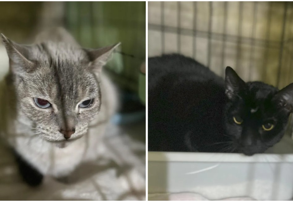 Esta es la desgarradora nota que dejó un dueño al abandonar a sus dos gatos