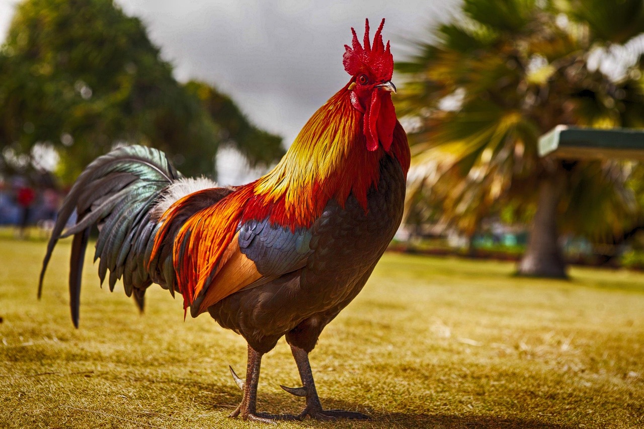 ¿A qué horas cantan los gallos y por qué?