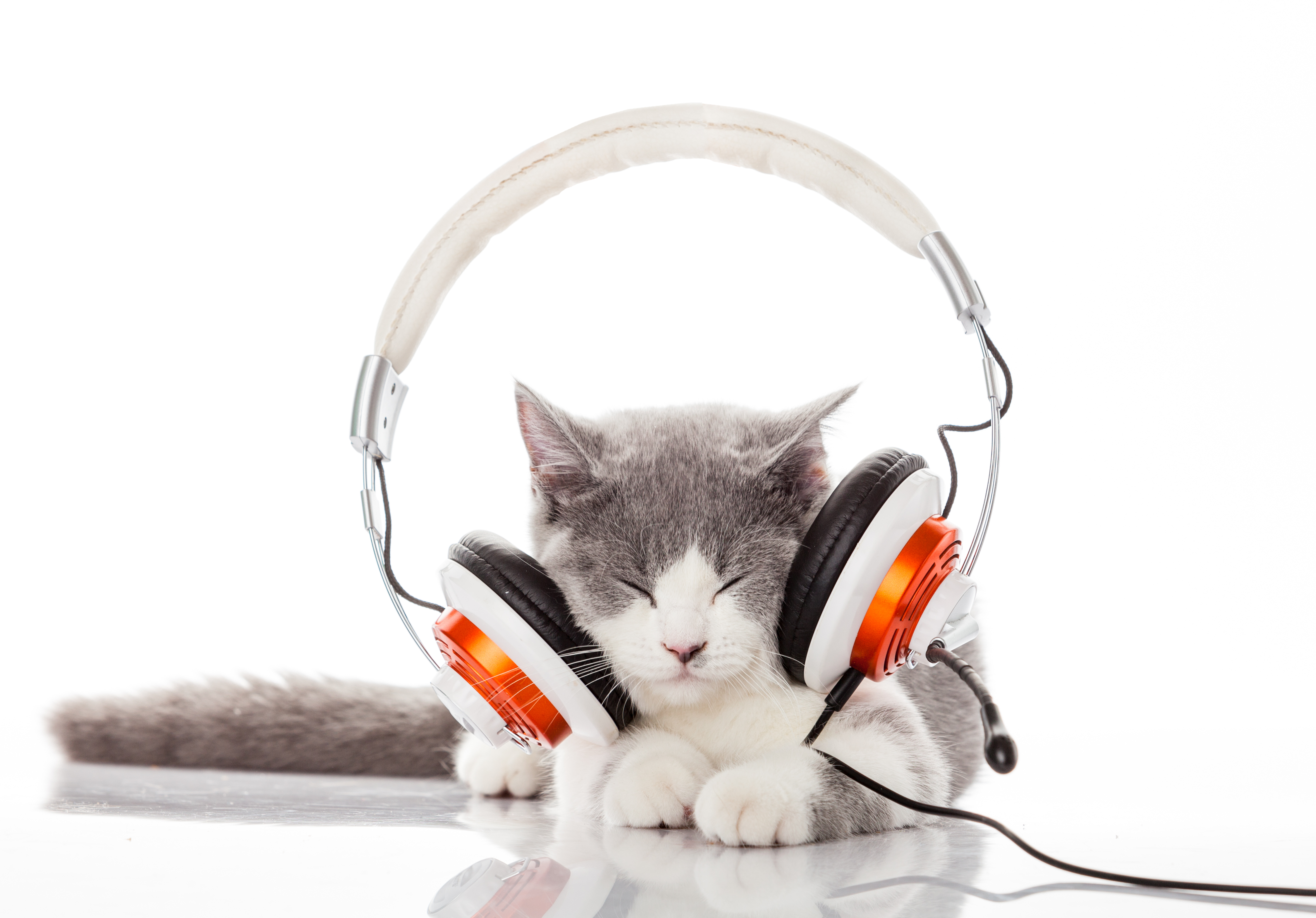 Estos podrían ser los efectos calmantes de la música compuesta específicamente para gatos