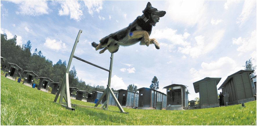 Así se entrenan los perros guardianes