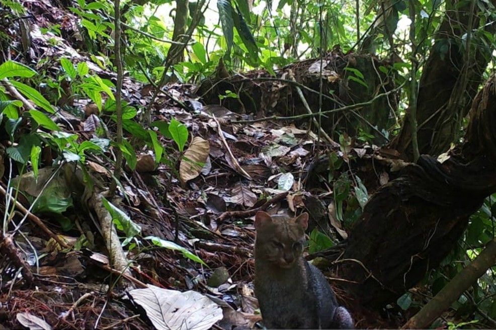 Capturan imágenes del Jaguarundi, uno de los felinos menos conocidos de Colombia