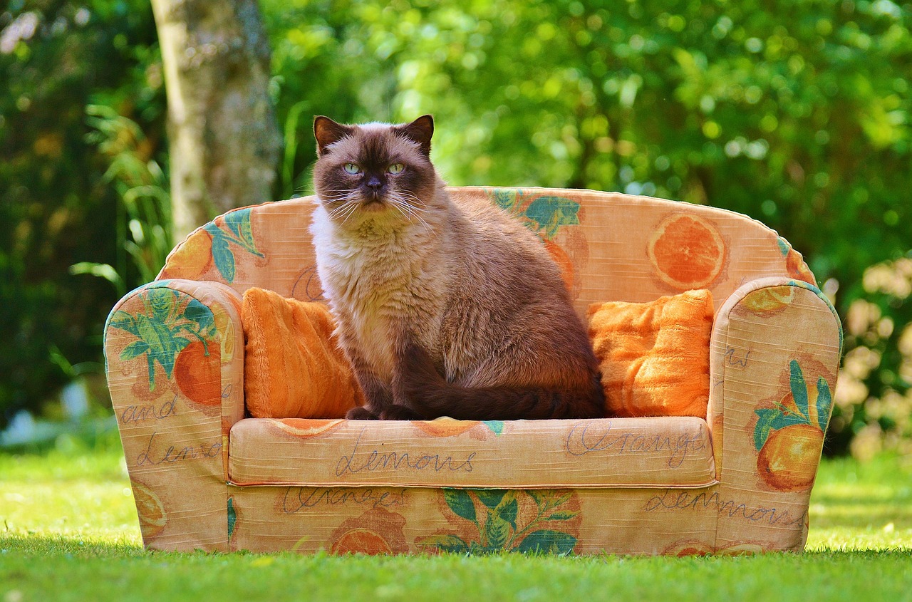 Elimina el olor a orina de gato del sofá con estos sencillos trucos caseros