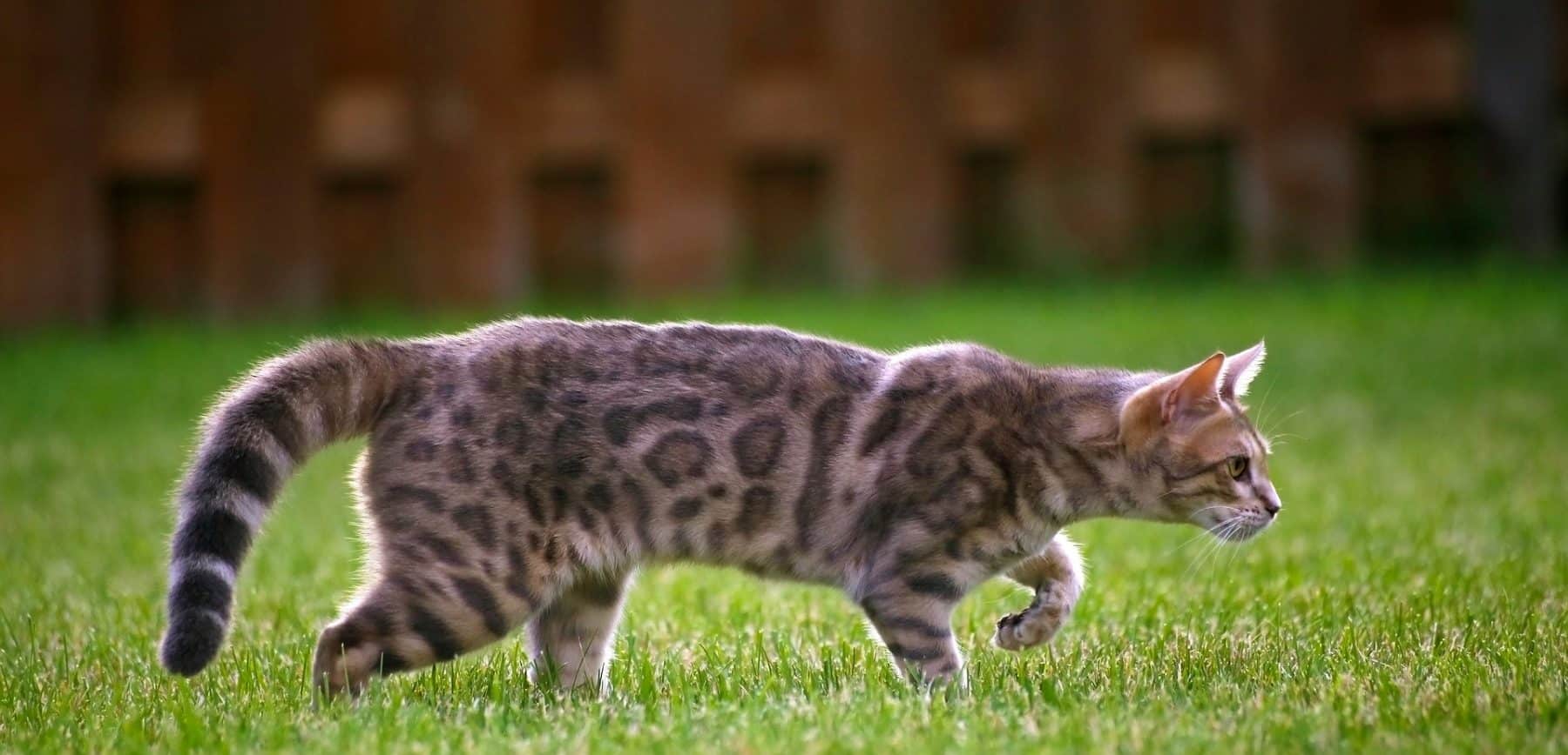Las razas de gato que parecen tigres