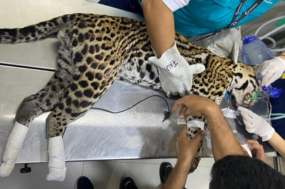 Atropellan a ocelote en vía de Villavicencio: un llamado a reducir la velocidad