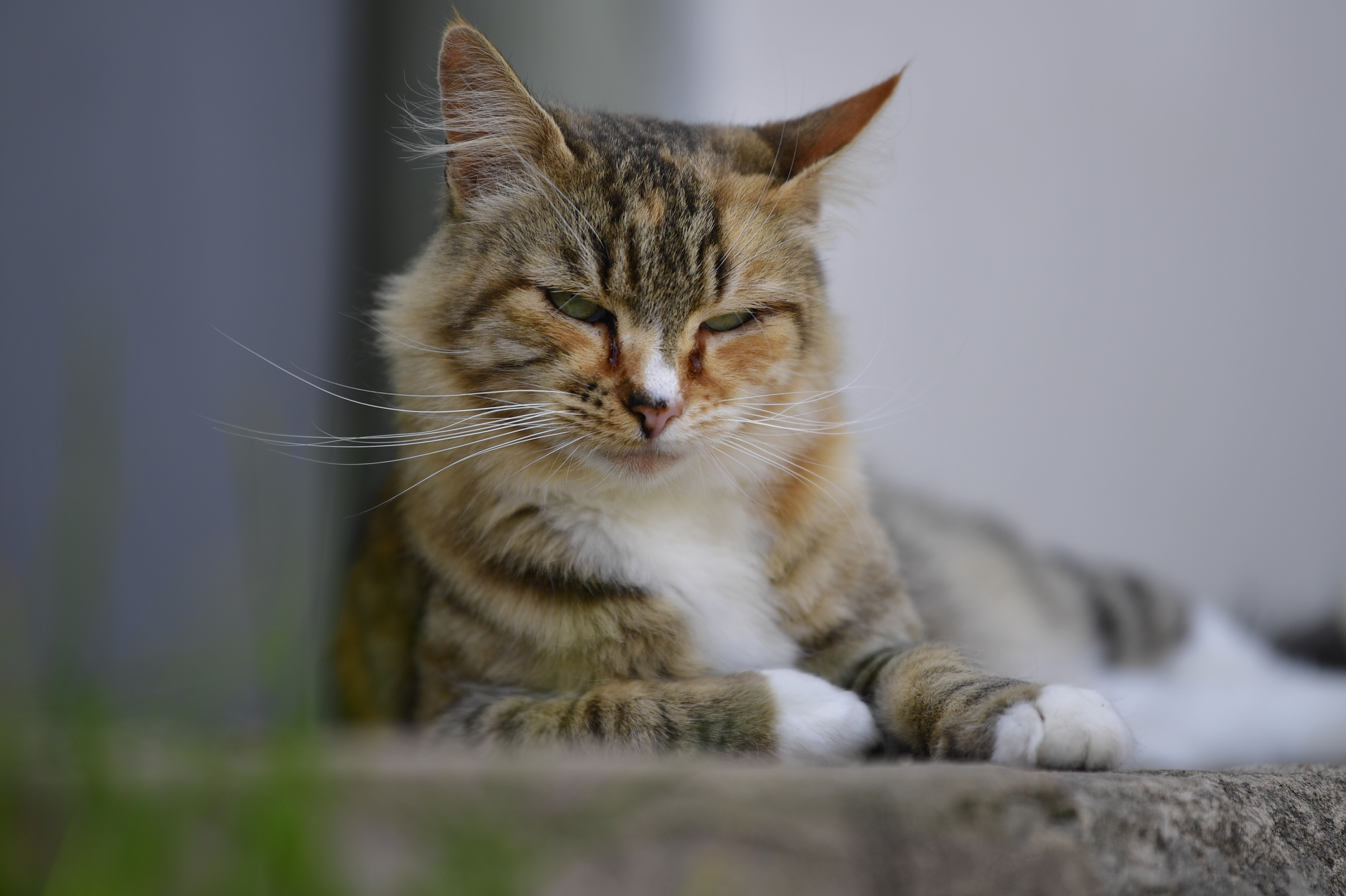 ¿Cómo saber si un gato se está quedando sordo?