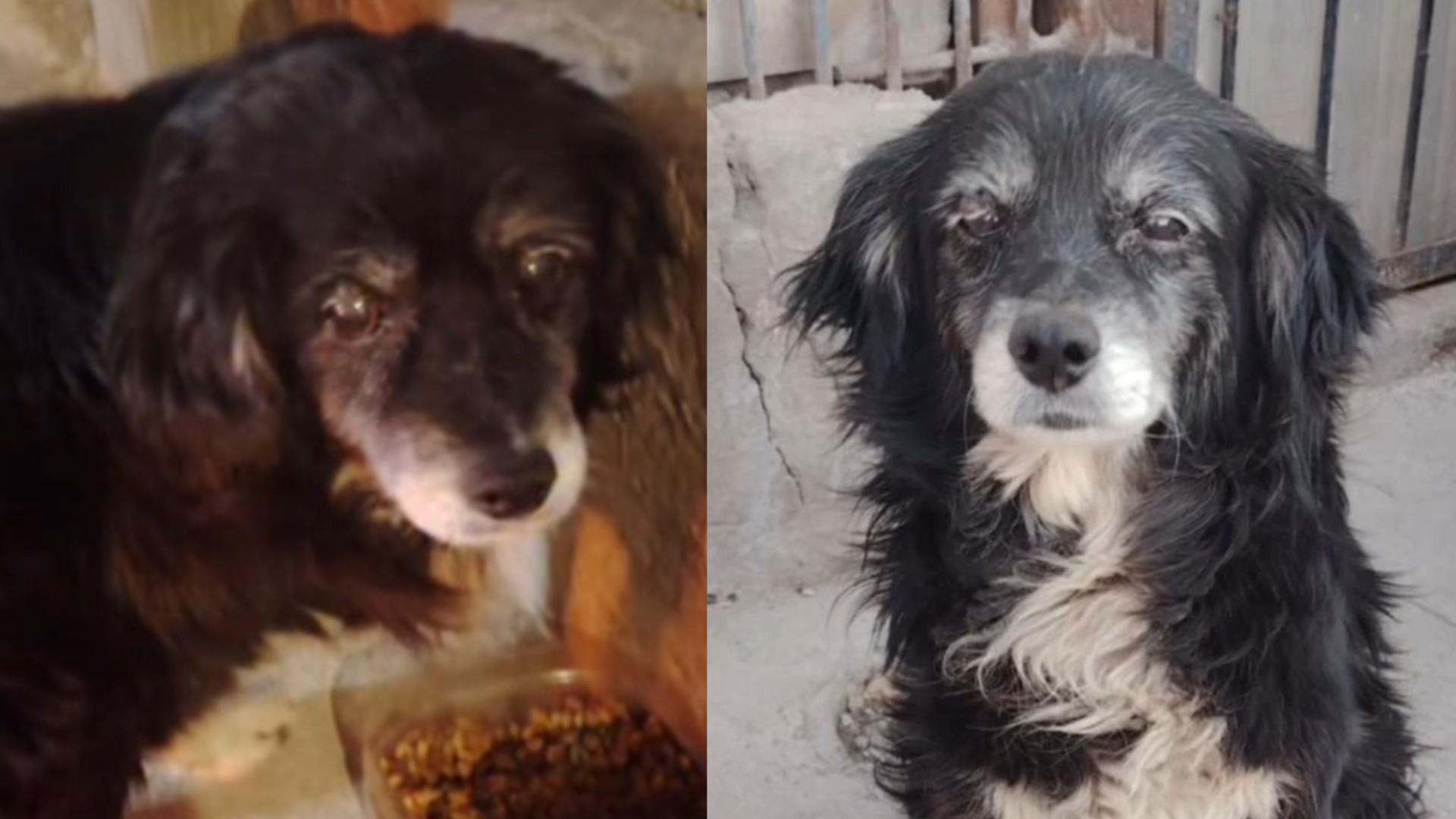A Tata lo abandonaron frente a su casa y esperó años bajo la lluvia: “creyó que volverían”