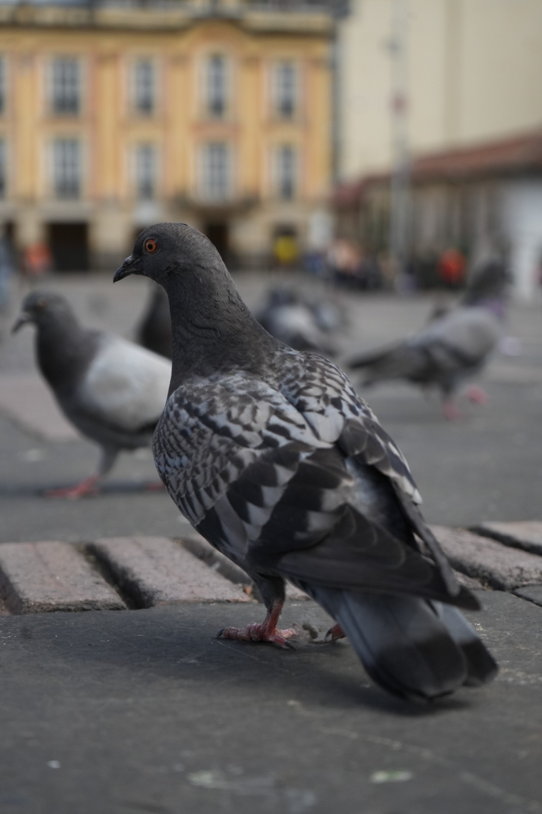 Ejemplar de Columba Livia en la Plaza de Bolívar.