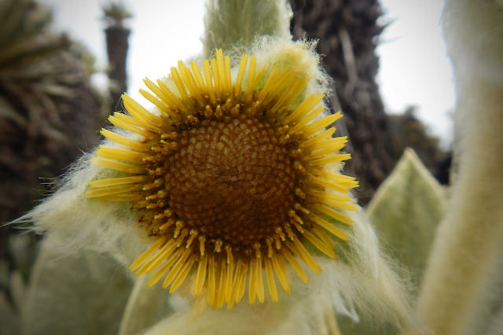 Esta nueva especie de frailejón tiene entre tres y cinco capítulos por individuo. En la foto se observa uno de los capítulos.
