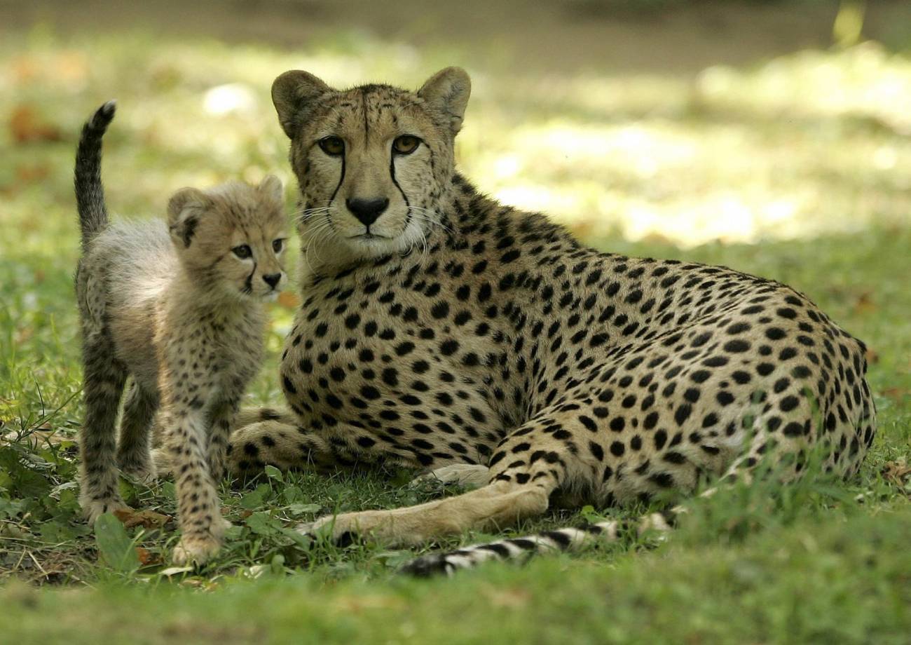 ¿Cuál es el animal más rápido del planeta?
