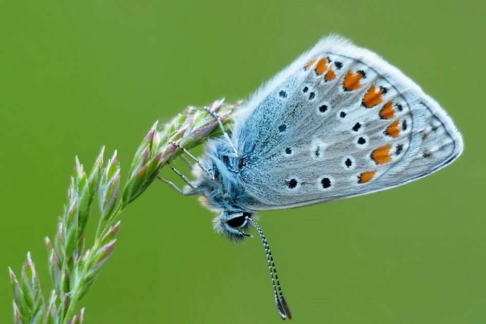 Mariposas en Europa han disminuido 30% desde 1990