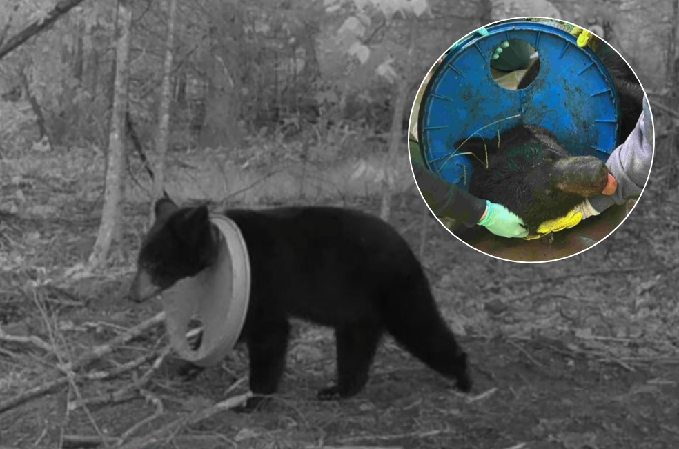 El oso que sobrevivió dos años con una tapa grande de plástico en el cuello