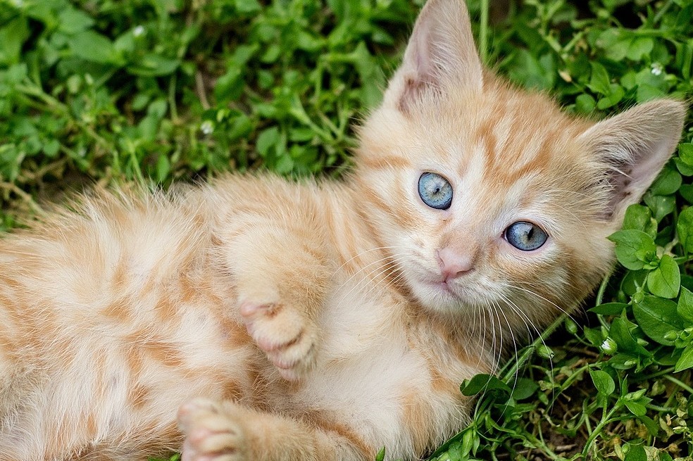 Gato, felino, animal, gestos cariñosos, te amo, gestos de cariño.