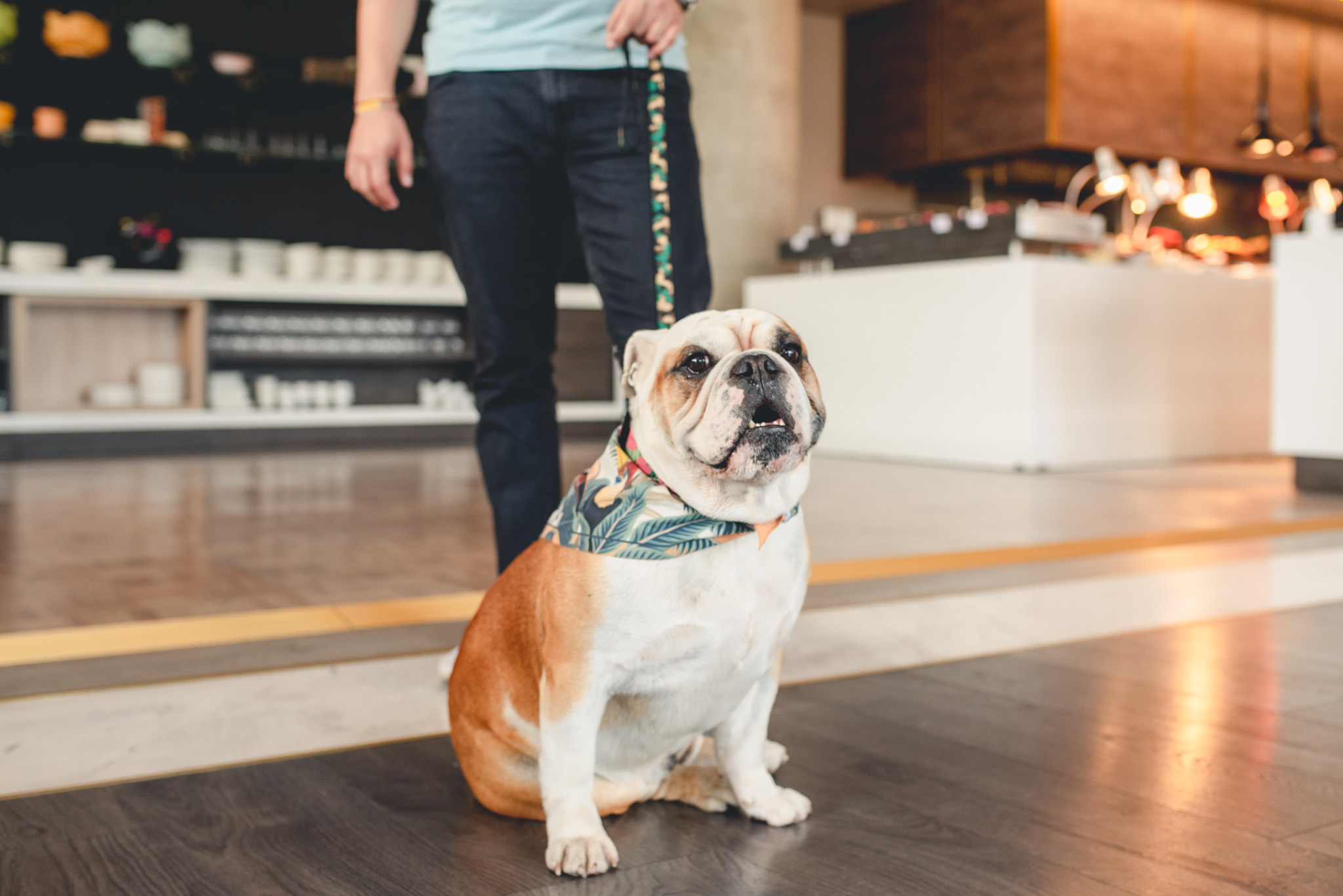 Obesidad en los perros reduce su tiempo de vida, según estudio