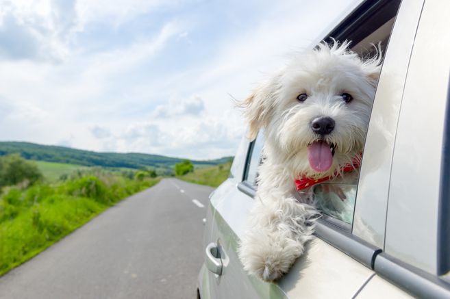 Así funcionarán las rutas de mascotas en Día sin Carro y sin Moto en Bogotá