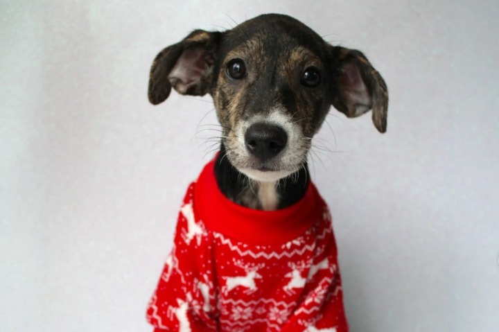 “Amigo Secreto Peludo”: la iniciativa que busca alegrar la Navidad de 169 animales