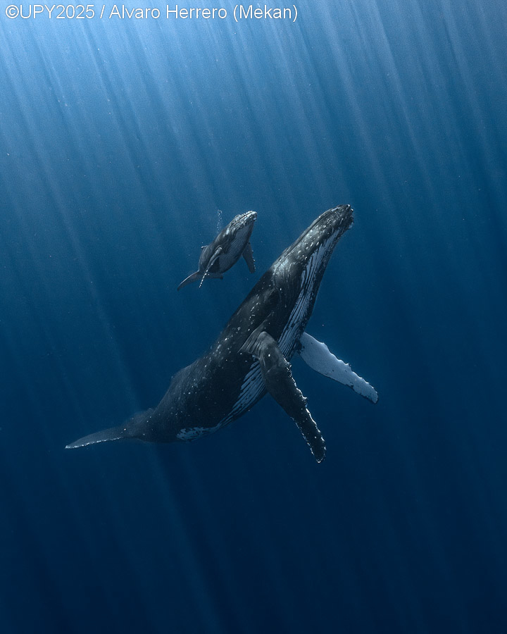 Álvaro Herrero (Mekan) ganó el título de Underwater Photographer of the Year 2025 con Radiant Bond, una emotiva foto de una ballena jorobada madre llevando a su cría a la superficie para su primer aliento en la Polinesia Francesa. La imagen resalta la conexión maternal y la fragilidad de los océanos.