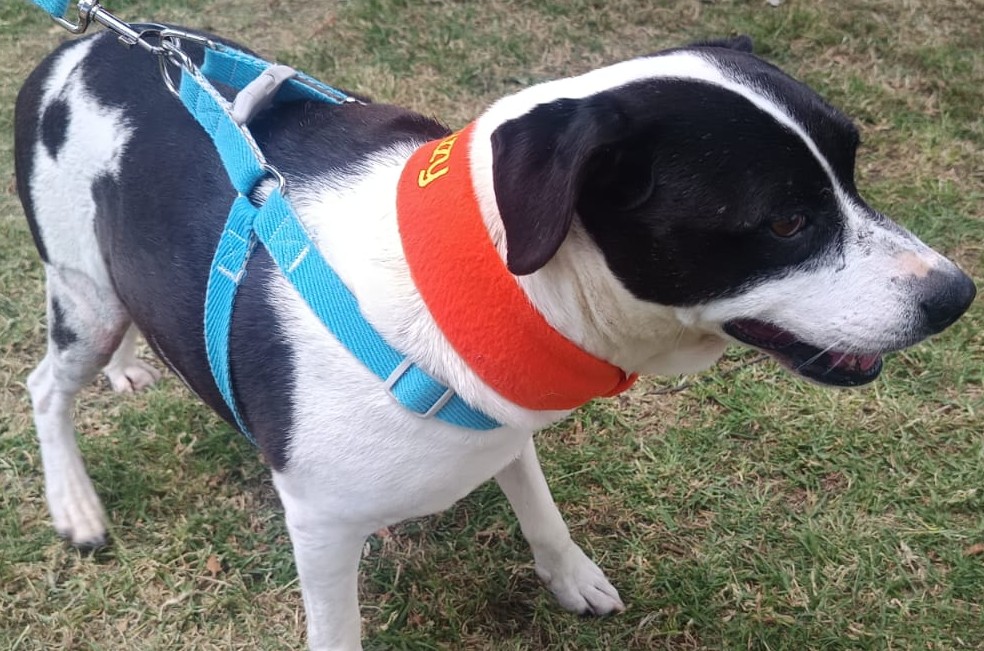 Se busca a “Muu”, perrita en tratamiento oncológico perdida en Ciudad Bolívar