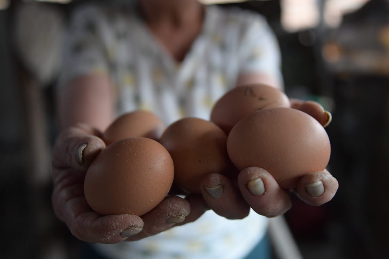 Industria avícola del Valle tiene 100 millones de huevos represados