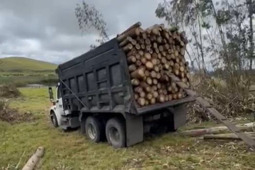 Imponen medida preventiva por tala de 250 árboles en cuenca alta del río Bogotá