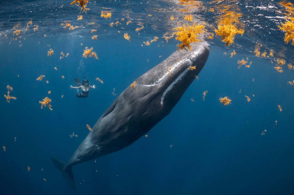 "Este cachalote hembra en particular seguía quedándose dormido delante de nosotros, para luego despertarse e investigarnos de nuevo", dice el fotógrafo Steve Woods. "En una ocasión, mientras hacía esto en un parche de algas Sargassum, logré capturar esta imagen de un buen amigo que se sumergió un momento con ella".