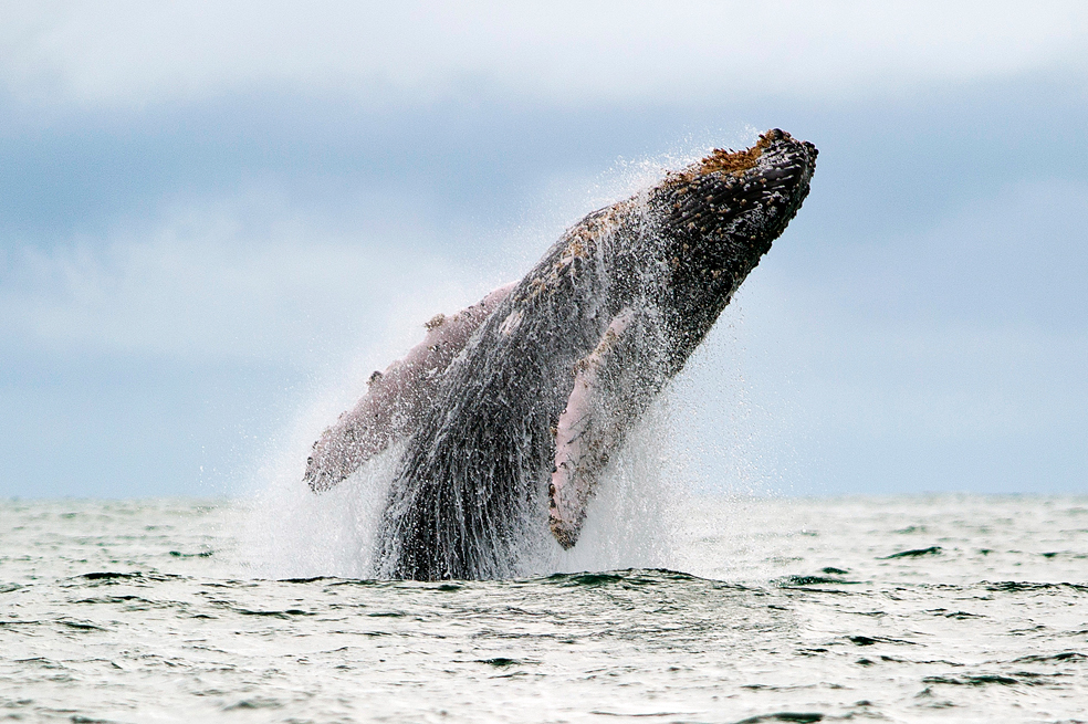 Avistamiento de ballenas jorobadas en el Pacífico colombiano