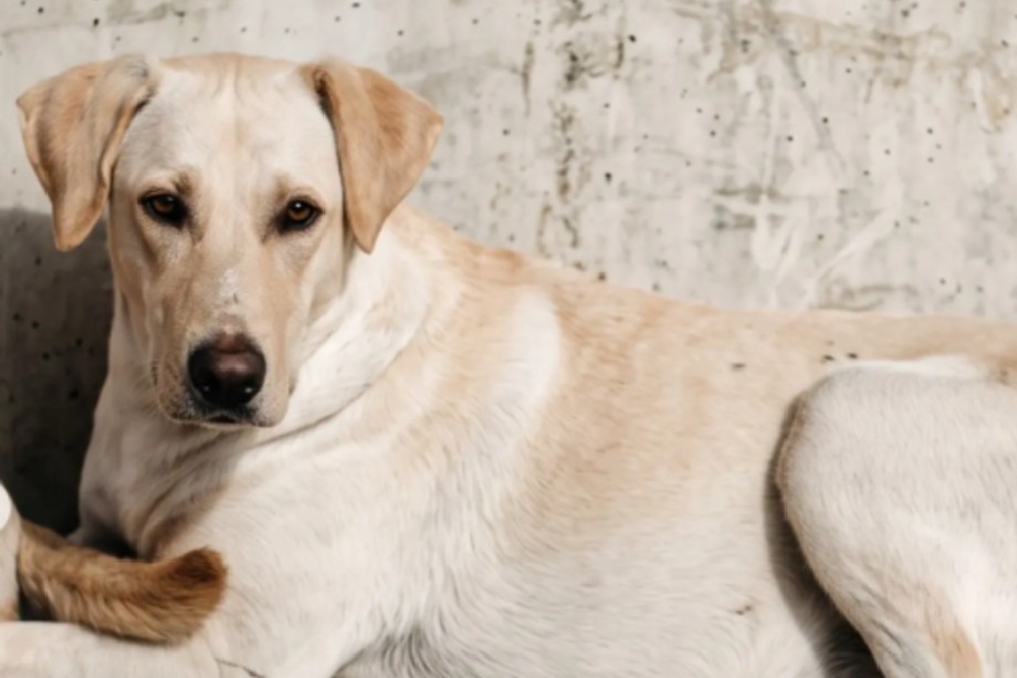 Ayúdenos a encontrar a Chepe: el perro de un colegio que se extravió en el sur de Bogotá