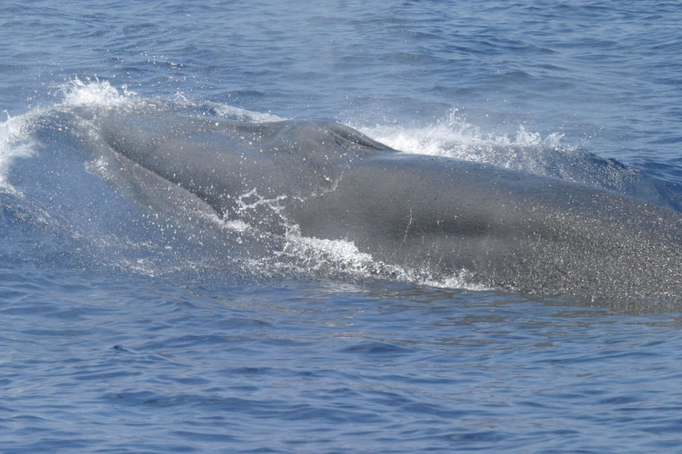 Una especie de ballena recién descubierta estaría en riesgo de extinguirse