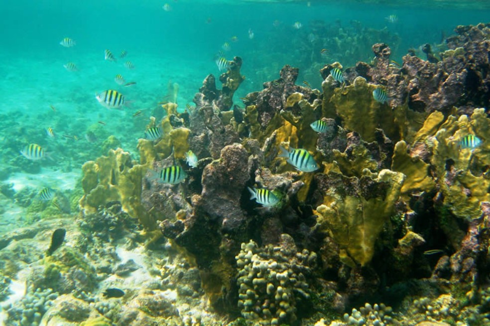 Firman pacto para la conservación de archipiélagos del Caribe colombiano