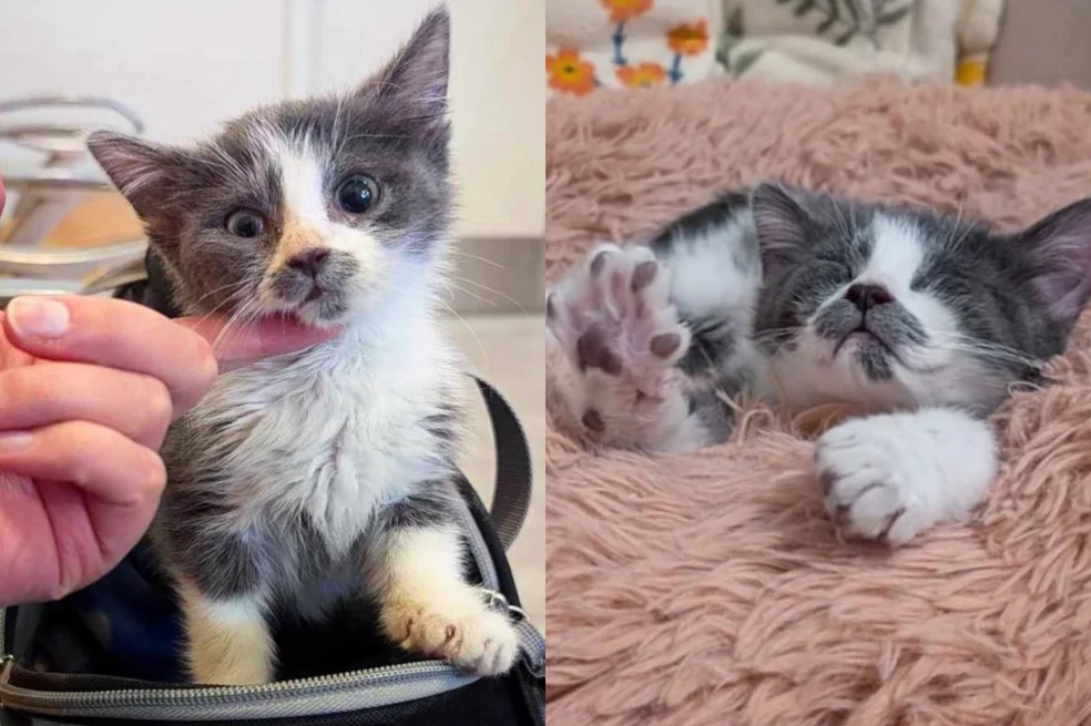 En el caso de Pouffsouff, su rescate no solo le salvó la vida, sino que le permitió convertirse en un gato fuerte y seguro de sí mismo.