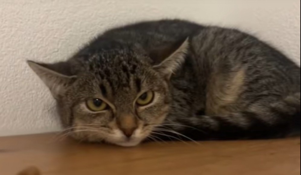 Gata rescatada lloró durante 48 horas para pedir ayuda por su hermano