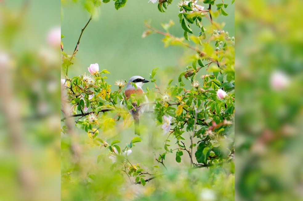 Ganador: Un mundo mejor para los animales

Al salir de RSPB Fen Drayton Lakes, en Cambridgeshire, vi un pájaro de aspecto inusual. Lo grabé con mi teléfono móvil y el observador de aves del condado confirmó que había encontrado el primer alcaudón dorsirrojo en el condado desde 2021 y solo el vigésimo segundo desde 1980. Después de mucho buscar, volví a encontrar al alcaudón y le hice esta foto, esperando a que girara la cabeza. Me hizo pensar en cómo necesitamos proporcionar mejores hábitats para fomentar la presencia de aves más hermosas como estas.