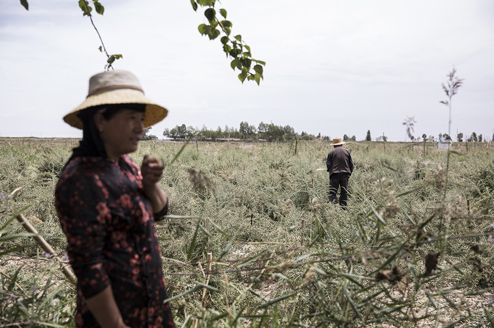 Trump salda cuentas con China y los agricultores pagan el precio