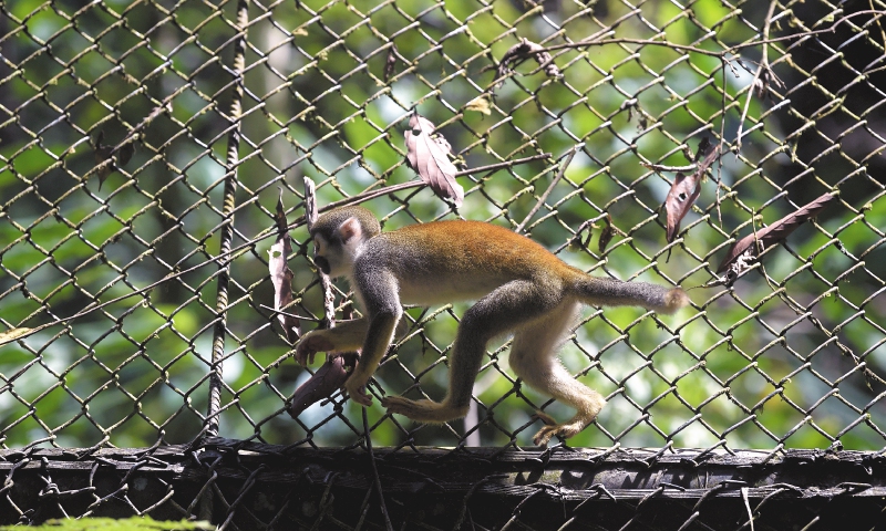 El tráficode especies silvestres es una de las principales amenazas para la biodiversidad de Colombia. En 2021 se incautaron 16.701 animales del comercio ilegal. / Gustavo Torrijos