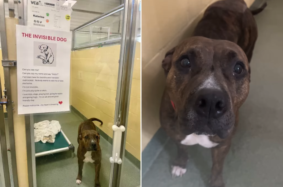 Una nota en su jaula hizo que esta perrita “invisible” al fin fuera adoptada