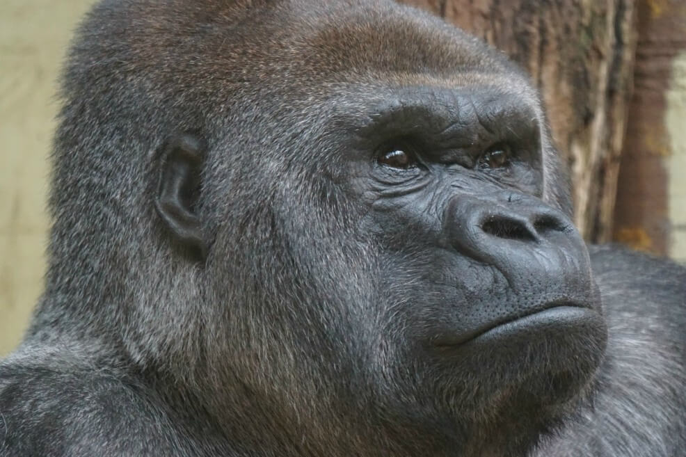 Los primates, en riesgo de extinción por culpa del consumo de productos básicos