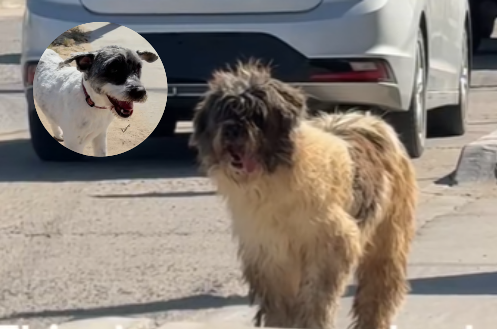 El impresionante cambio de una perrita callejera luego de su primer baño (video)