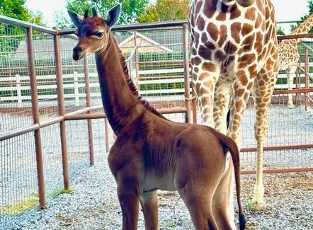 Aunque parezca tierna, la jirafa que nació sin manchas podría ser una mala noticia
