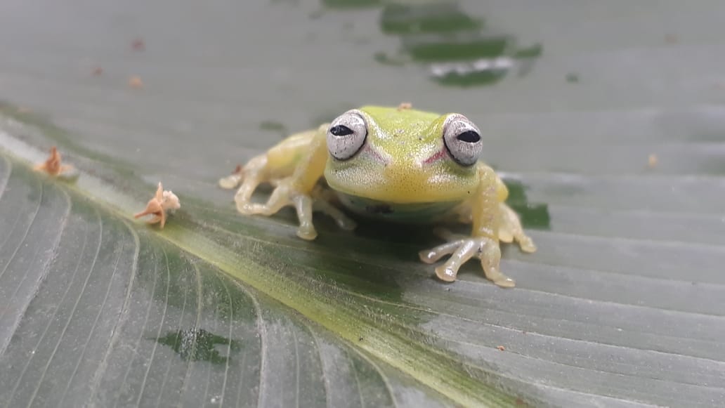En la zona B de la Ubalá, según el estudio de Ecopetrol, uno de los anfibios endémicos más comunes son las "ranas de lluvias".