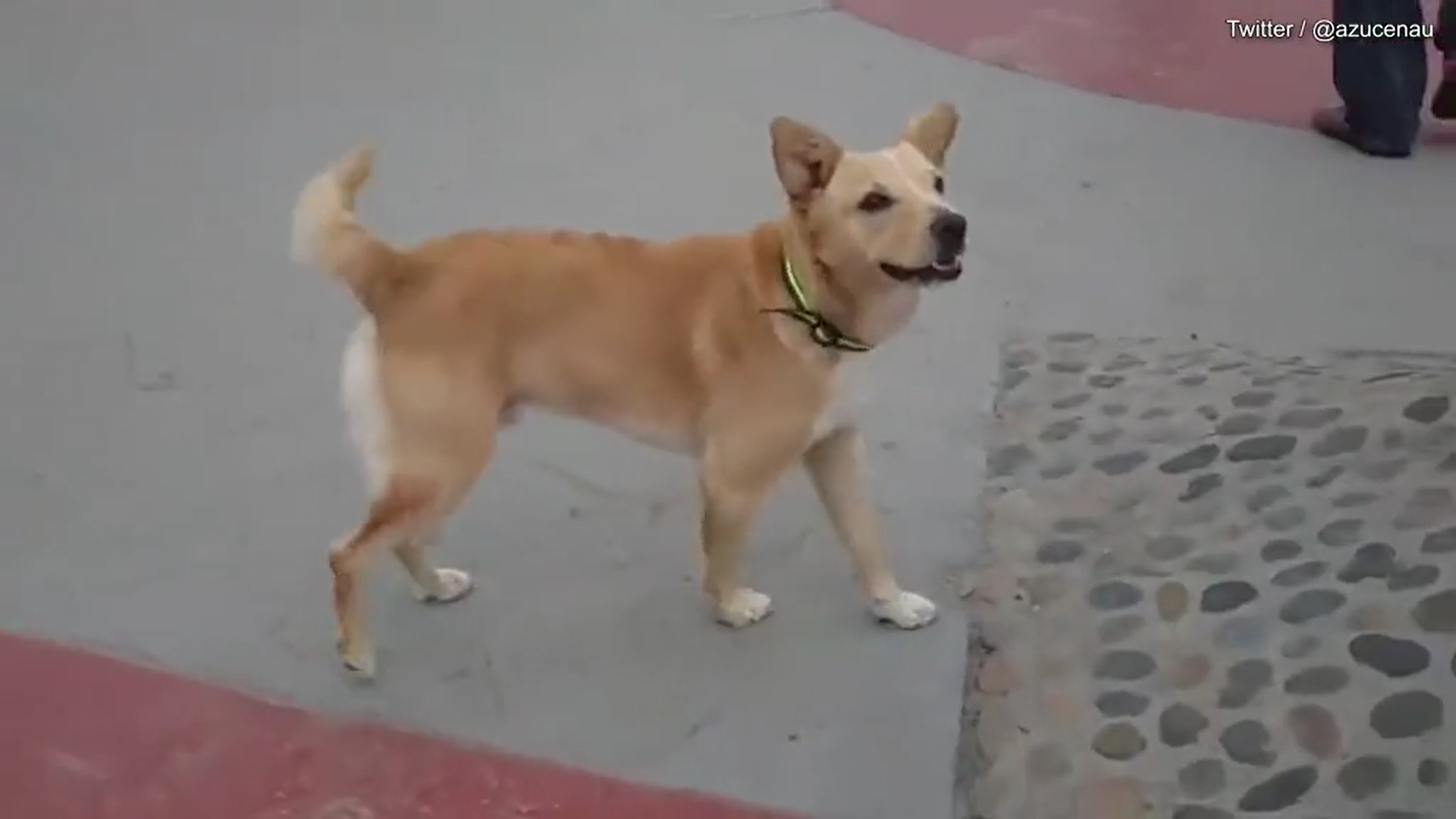 Oso, el perro “deportado” de Estados Unidos por cruzar “ilegalmente” la frontera