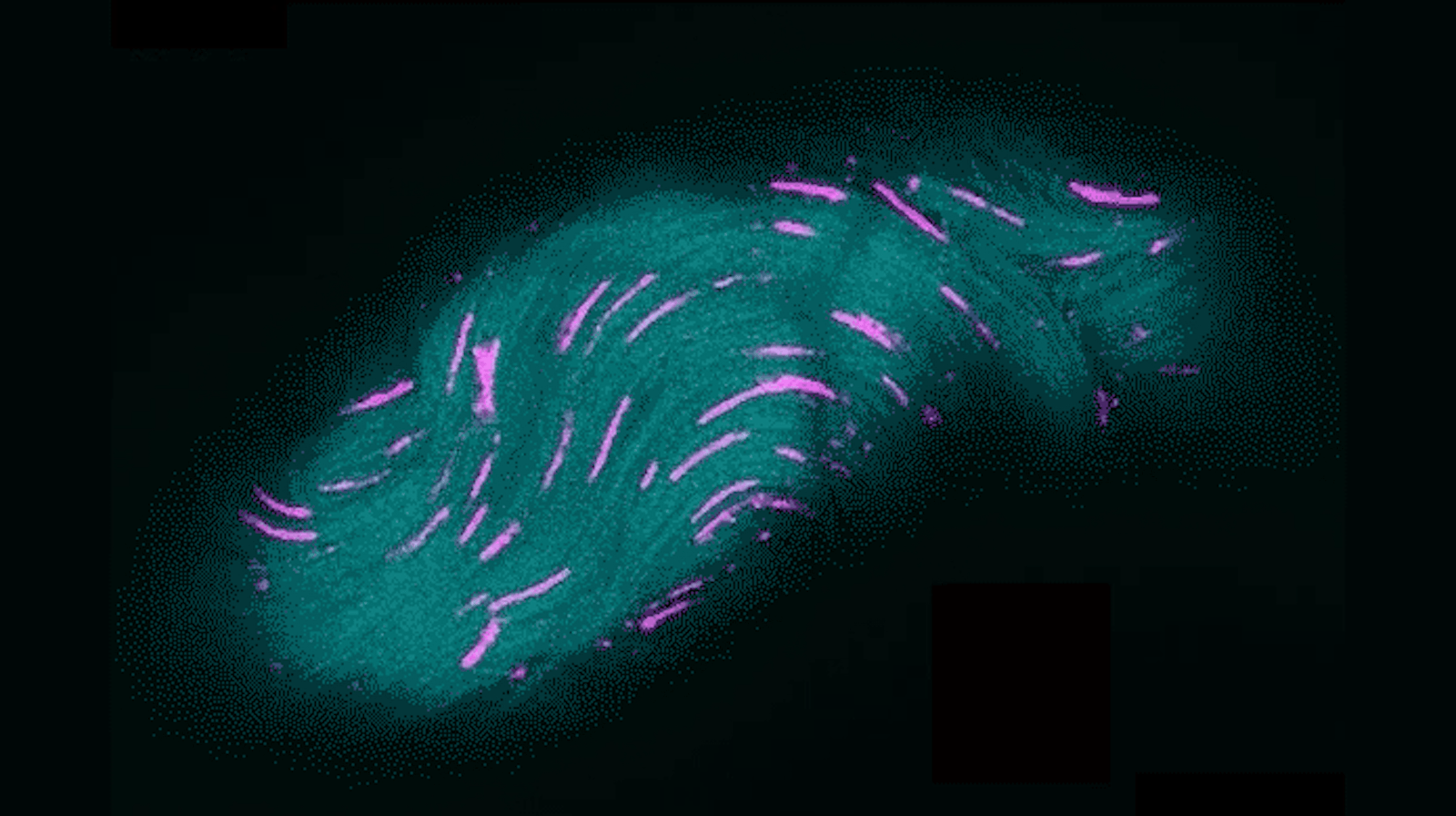 Esta mosca guarda espermatozoides gigantes: ¿cómo logra que no se enreden?