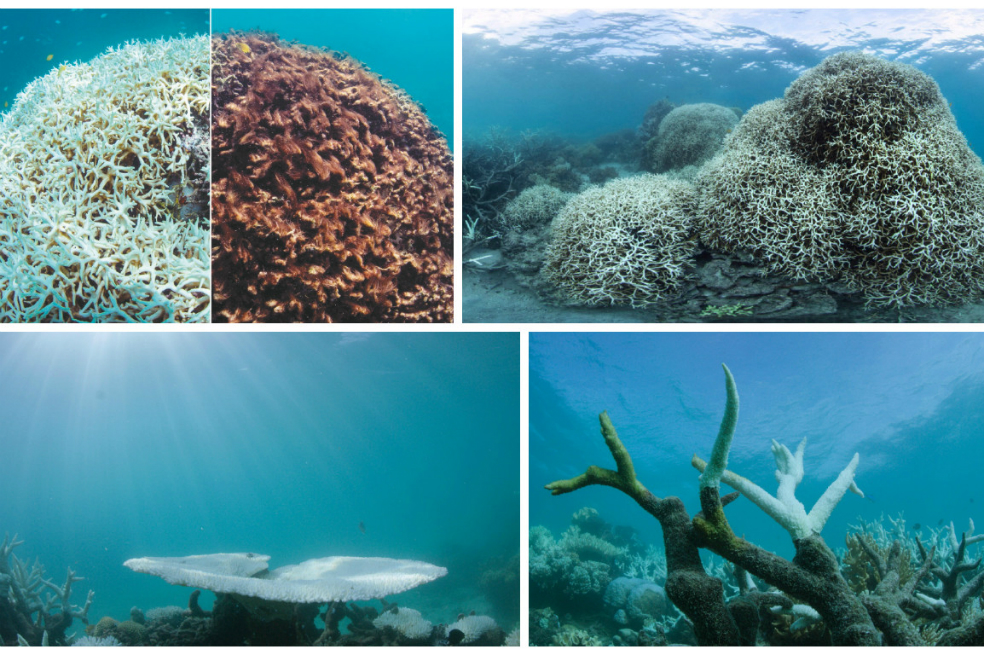 Así se ve el blanqueo de corales en la Gran Barrera de Coral de Australia