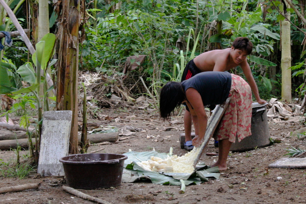 Ante el hambre, la yuca amarga está matando a los venezolanos