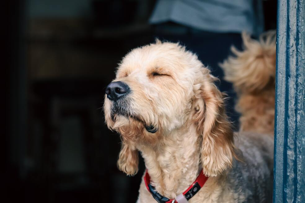 Perros criollos: todo lo que necesitas saber sobre estos caninos